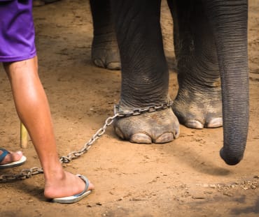 Un elefante incatenato accanto al suo carceriere