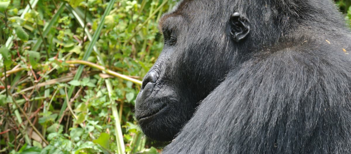 Vista di profilo ravvicinata di un gorilla di pianura orientale nel Parco Nazionale di Kahuzi-Biega