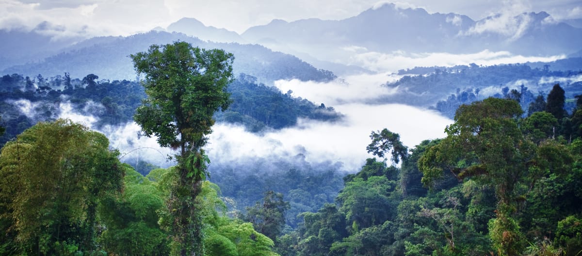 La foresta pluviale tropicale della foresta montana di Los Cedros, Ecuador.