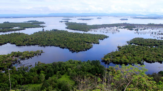 Mangrovie nel Kalimantan Occidentale Indonesia