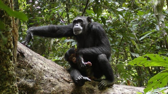 Scimpanzé nel Parco Nazionale di Sapo