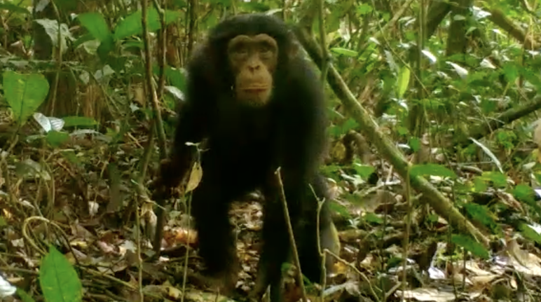Scimpanzé nel Parco nazionale di Grebo-Krahn, Liberia