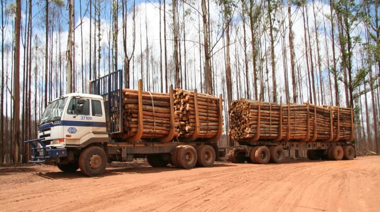 Un camion con rimorchio carico di tronchi davanti a una piantagione di eucalipto bruciata