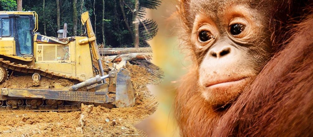 La foresta tropicale e l’habitat degli oranghi vengono distrutti dalle piantagioni di palma Un orango guarda disperato mentre un bulldozer distrugge la foresta.