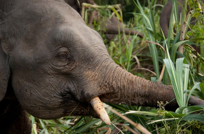 Elefante mentre mangia
