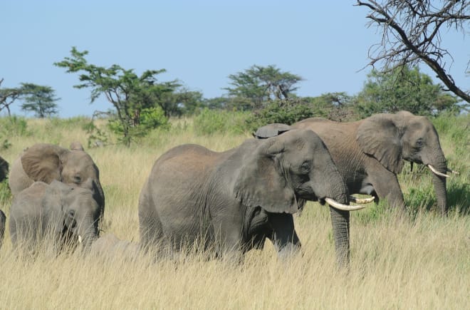 Branco di elefanti nel Serengeti