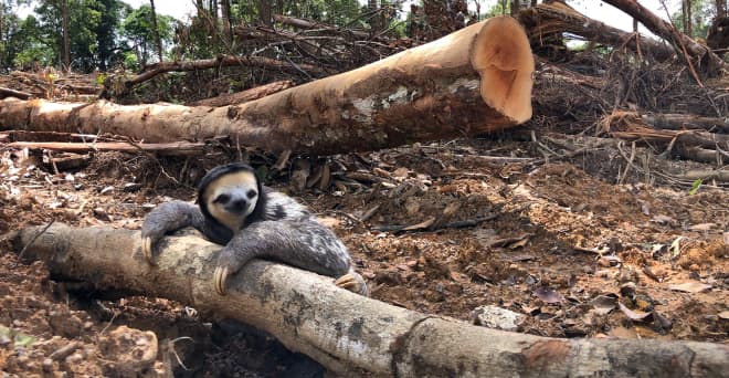 Un bradipo dalla gola bianca si aggrappa a un tronco d'albero abbattuto nella foresta pluviale.