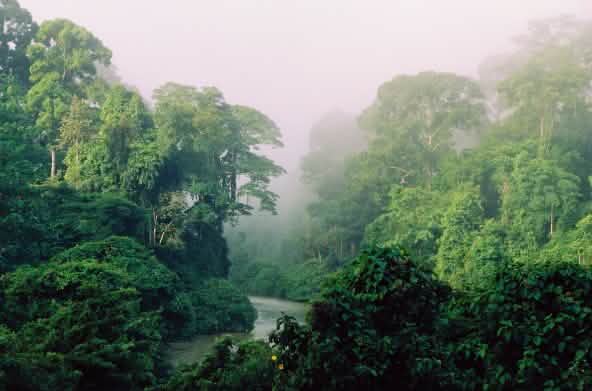 Un fiume scorre attraverso la foresta pluviale