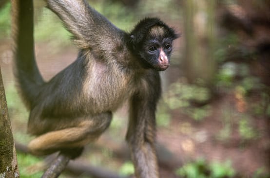 Scimmia ragno dalla fronte bianca (Ateles belzebuth) su un albero