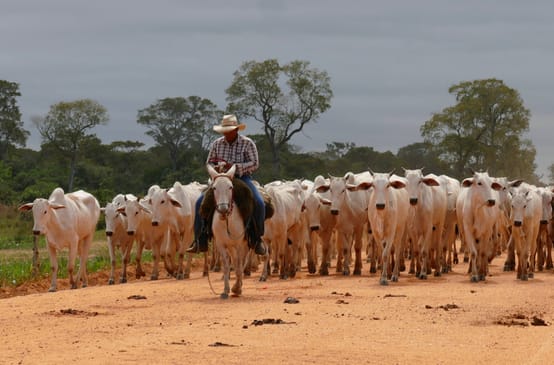 Una mandria di bovini nel Mato Grosso