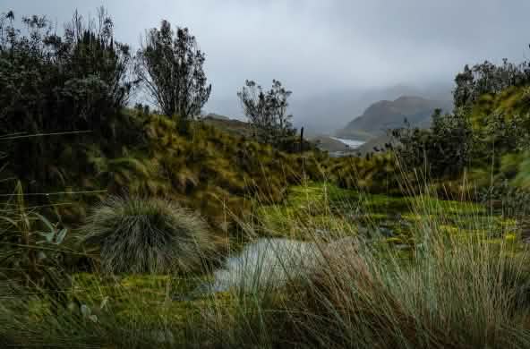 Páramos nel Parco Nazionale di Cajas, Azuay, Ecuador