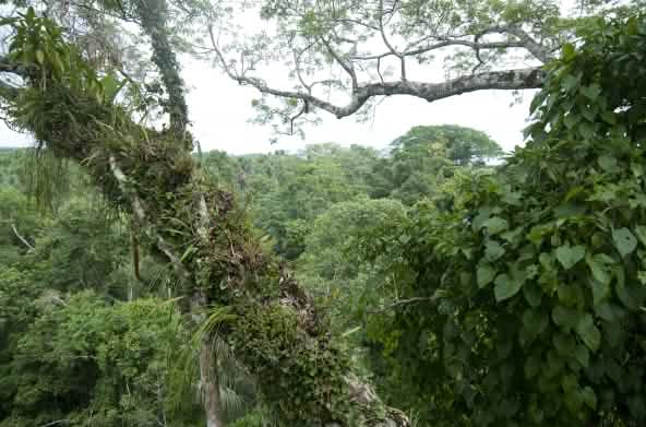 Parco nazionale di Yasuní in Ecuador