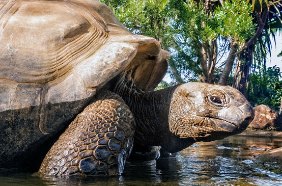 Tartaruga gigante delle Seychelles (Aldabrachelys gigantea)