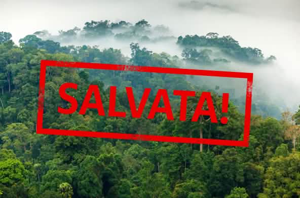Foresta amazzonica con la scritta "salvata!"