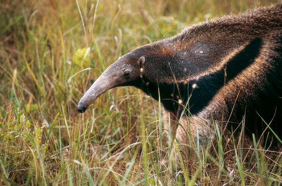 Formichiere (Myrmecophaga tridactyla) nella savana del Cerrado brasiliano