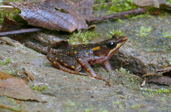 Rana Arlecchino dell'Ecuador (Atelopus longirostris)