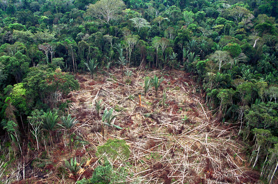 Deforestazione in Brasile
