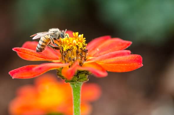 Un'ape visita un fiore