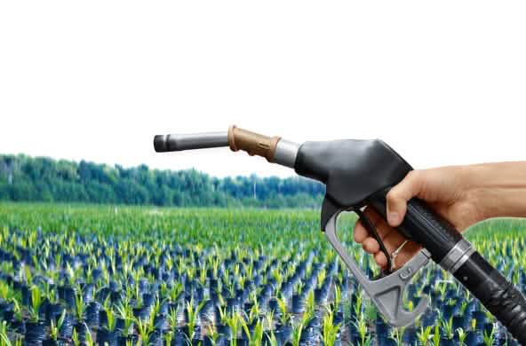 Fotomontaggio: un miscelatore di benzina e un vivaio di piantine di palma da olio nella foresta tropicale