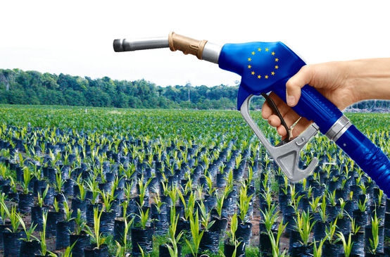 Olio di palma, biocarburante della UE