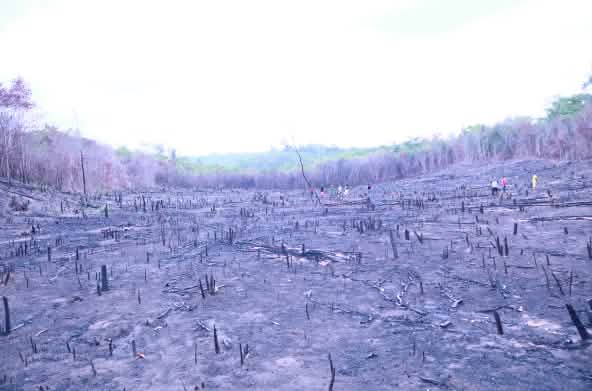 In Brasile gli incendi aumentano la deforestazione e quindi la desertificazione