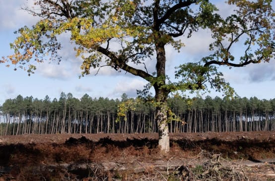 Una quercia solitaria e sullo sfondo una piantagione di pini
