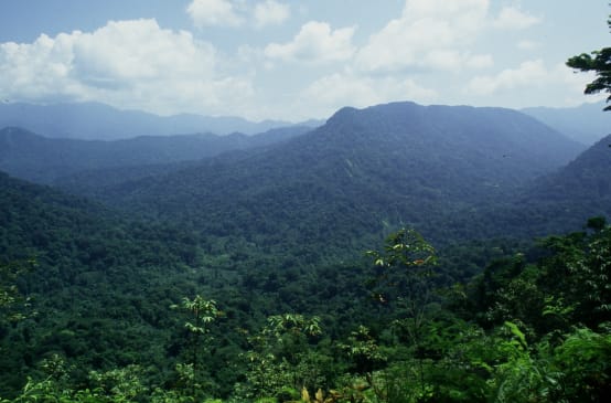 Foresta de Los Chimalapas, Oxaca, Messico