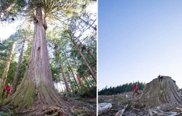 Collage prima e dopo - Logging in Caycuse Canada