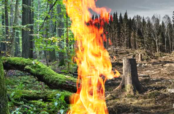 Fotomontaggio: tronco che brucia per la bioenergia