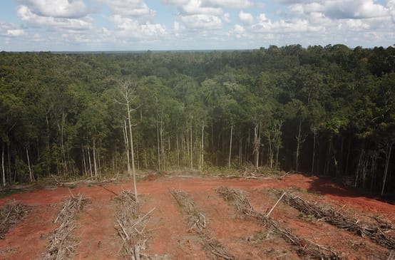 Distruzione della foresta tropicale a Papua per implementare piantagioni di palma da olio