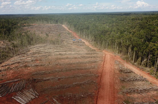 Deforestazione a Papua per fare spazio ad una piantagione di palma da olio