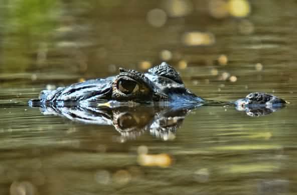 Coccodrillo parzialmente immerso nel fiume Orinoco, Venezuela
