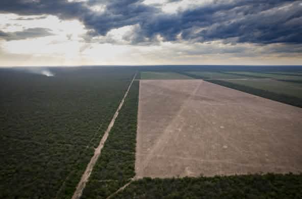 Veduta aerea della deforestazione di una vasta area di foresta nativa nella provincia del Chaco, in Argentina.