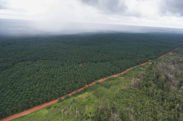 Piantagione di palma da olio di Korindo in Indonesia.