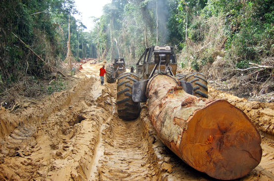 Un tronco tagliato e trasportato attraverso la foresta