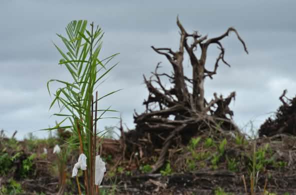 Una foresta di torba è stata disboscata per piantare olio di palma a Sarawak, in Malesia.