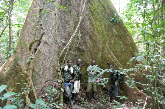 Lo staff della Wild Chimpanzee Foundation (WCF) e le guardie ecologiche in posa davanti a un antico albero nel Parco Nazionale di Sapo, in Liberia.
