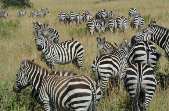 Branco di zebre nella savana