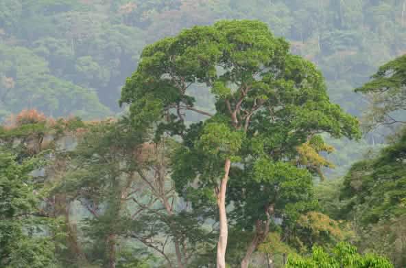 Foresta tropicale nigeriana