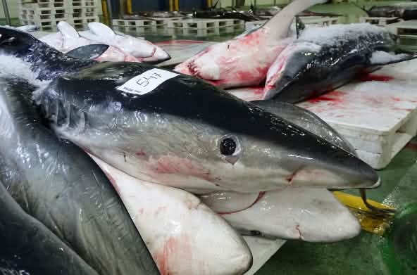Squali morti in un mercato del pesce