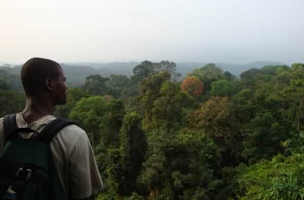 Foresta pluviale a sud del Parco nazionale di Korup, Camerun