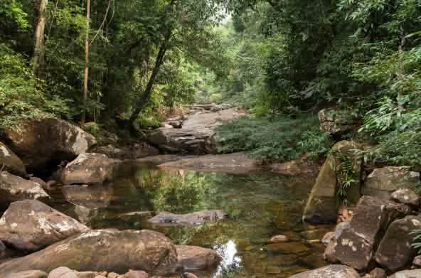 L'acqua scorre lungo il fiume roccioso attraverso la foresta pluviale