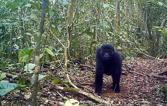Gorilla nella foresta di Ebo, in Camerun