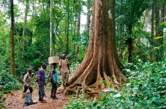 Guardiani ambientali nella foresta di Cross River, Nigeria