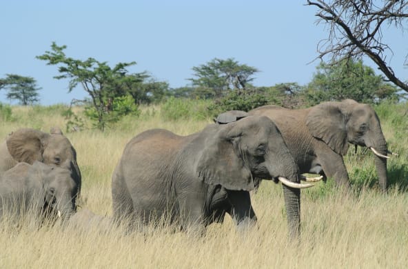 Branco di elefanti nel Serengeti