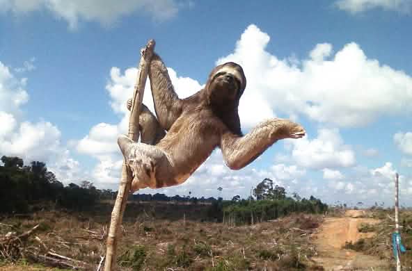 Bradipo tridattilo aggrappato ad un albero, attorno un desolato paesaggio segnato dalla deforestazione in Perù