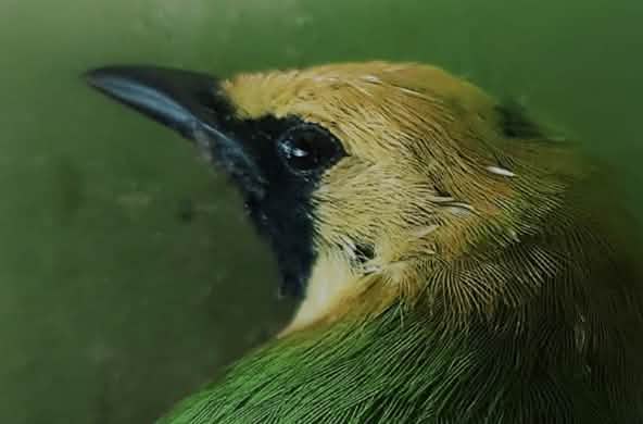 Primo piano della testa di un uccello verde con la fronte gialla