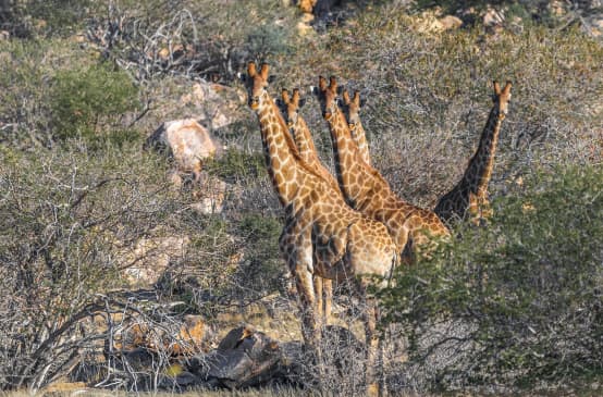 Giraffe