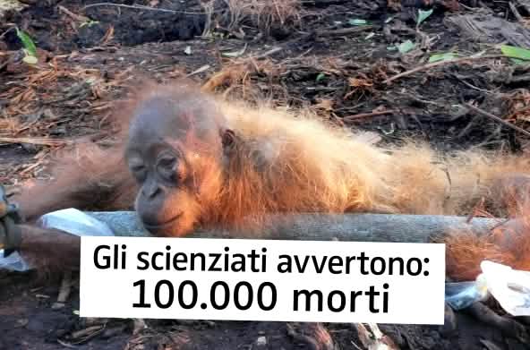 Gli scienziati avvertono: 100.000 morti