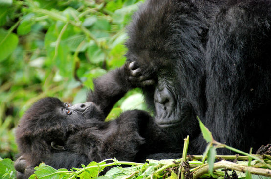 Un gorilla femmina con il suo piccolo
